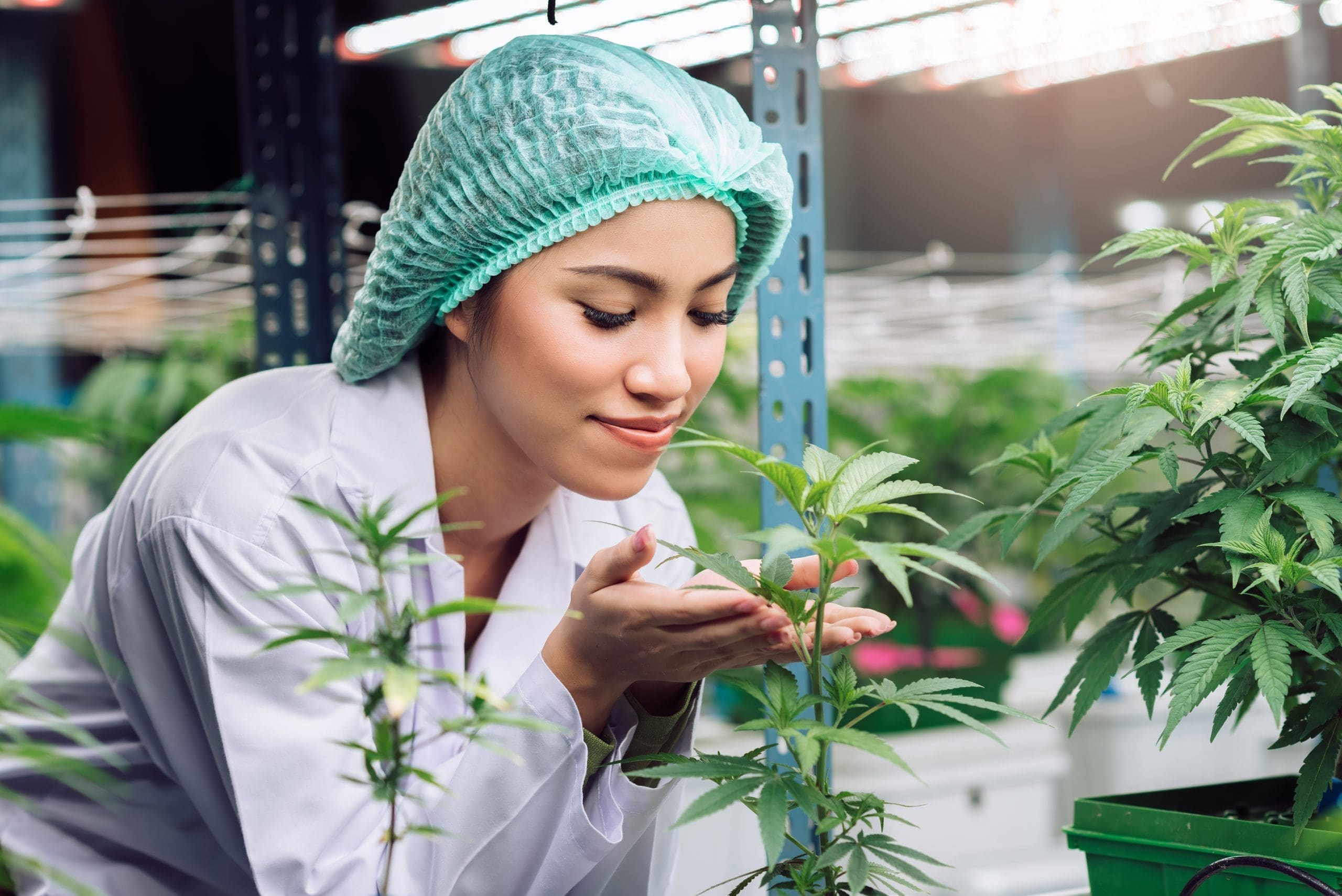 Cannabis Cleanroom